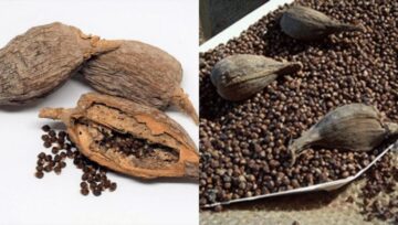 The Natural And Spiritual Use Of Alligator Pepper