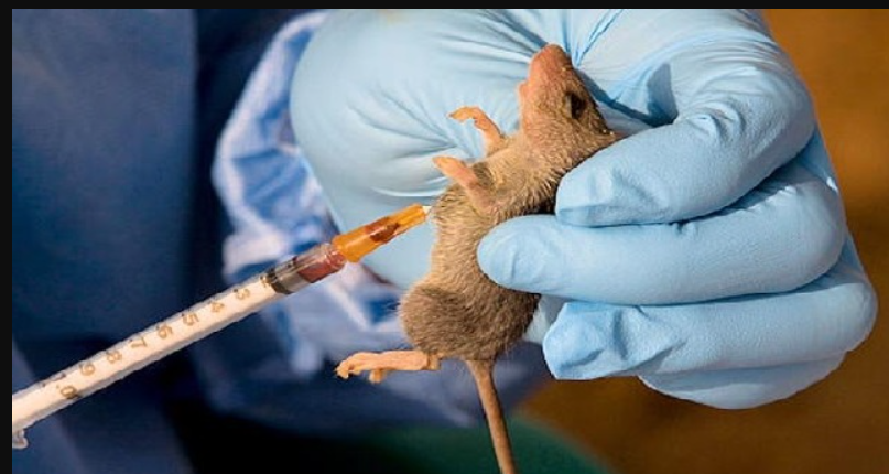 Surge in Lassa Fever Cases Alarms NCDC in Ondo and Edo States