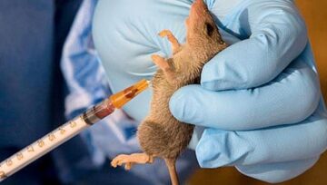 Nigeria Faces Deadly Surge in Lassa Fever and Meningitis Cases, Over 500 Lives Lost
